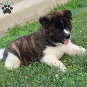 Cody, Akita Puppy